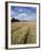 Farmland of Cornfield Ripening, England, United Kingdom, Europe-David Hughes-Framed Photographic Print