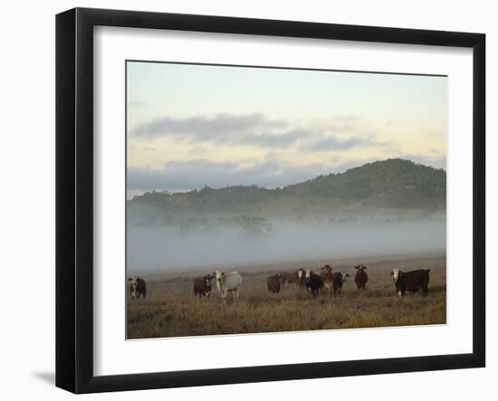 Farmland on Foggy Morning, Atherton Tableland, Queensland, Australia, Pacific-Jochen Schlenker-Framed Photographic Print