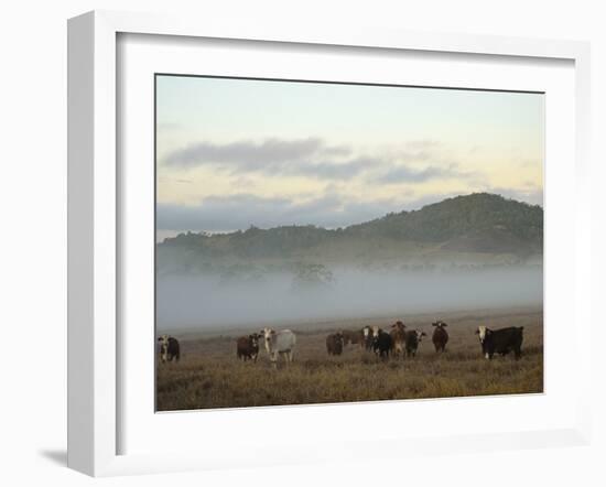 Farmland on Foggy Morning, Atherton Tableland, Queensland, Australia, Pacific-Jochen Schlenker-Framed Photographic Print