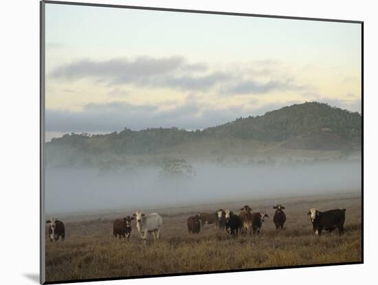 Farmland on Foggy Morning, Atherton Tableland, Queensland, Australia, Pacific-Jochen Schlenker-Mounted Photographic Print