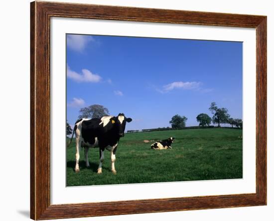 Farmland with Cows near Dublin, Ireland-Bill Bachmann-Framed Photographic Print