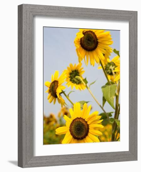 Farmlands and Flower Fields, The Hamptons, New York, USA-null-Framed Photographic Print