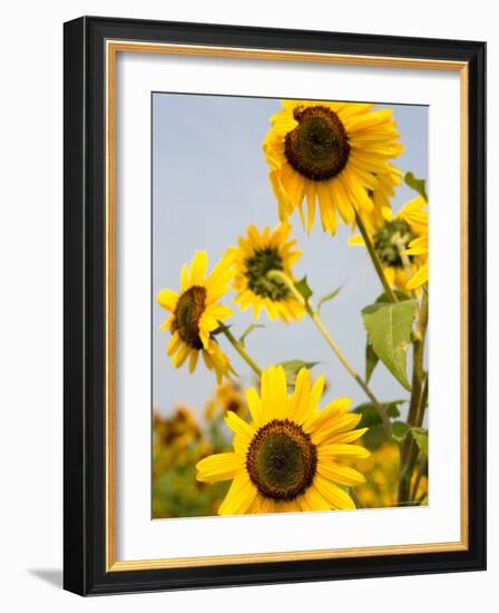 Farmlands and Flower Fields, The Hamptons, New York, USA-null-Framed Photographic Print