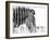 Fashionable black and white-Silvia Dinca-Framed Photographic Print