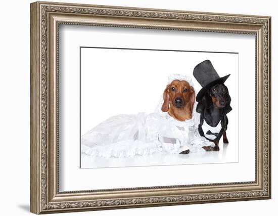 Fashionable Dachshund Dog Wedding-Jagodka-Framed Photographic Print