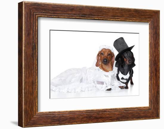 Fashionable Dachshund Dog Wedding-Jagodka-Framed Photographic Print