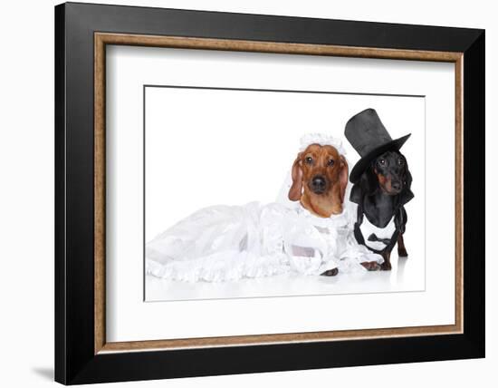 Fashionable Dachshund Dog Wedding-Jagodka-Framed Photographic Print