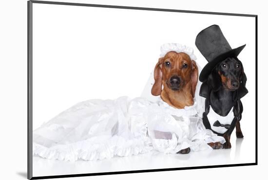 Fashionable Dachshund Dog Wedding-Jagodka-Mounted Photographic Print