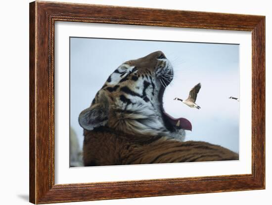 Fast Food-Andre Villeneuve-Framed Photographic Print