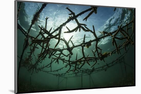 Fast-Growing Corals Being Grown in the Caribbean Sea-Stocktrek Images-Mounted Photographic Print