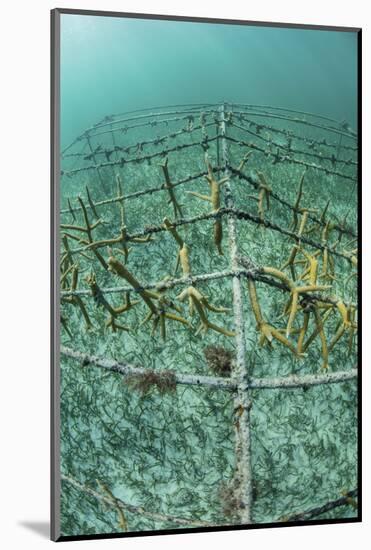 Fast-Growing Corals Being Grown in the Caribbean Sea-Stocktrek Images-Mounted Photographic Print