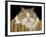 Fat Cat-J Hovenstine Studios-Framed Giclee Print