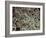 Fat Cells, SEM-Steve Gschmeissner-Framed Photographic Print