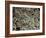 Fat Cells, SEM-Steve Gschmeissner-Framed Photographic Print