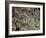 Fat Cells, SEM-Steve Gschmeissner-Framed Photographic Print