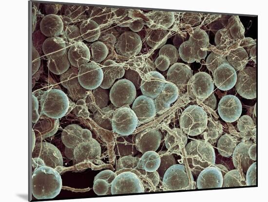 Fat Cells, SEM-Steve Gschmeissner-Mounted Photographic Print