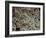 Fat Cells, SEM-Steve Gschmeissner-Framed Photographic Print