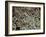 Fat Cells, SEM-Steve Gschmeissner-Framed Photographic Print