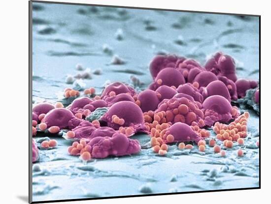 Fat Cells, SEM-Science Photo Library-Mounted Photographic Print