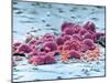 Fat Cells, SEM-Science Photo Library-Mounted Photographic Print