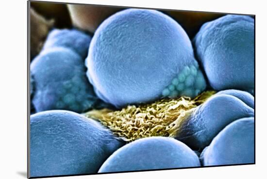 Fat Cells, SEM-Science Photo Library-Mounted Photographic Print