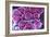 Fat Cells, SEM-Science Photo Library-Framed Photographic Print