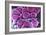 Fat Cells, SEM-Science Photo Library-Framed Photographic Print