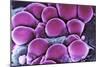 Fat Cells, SEM-Science Photo Library-Mounted Photographic Print