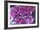 Fat Cells, SEM-Science Photo Library-Framed Photographic Print