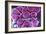 Fat Cells, SEM-Science Photo Library-Framed Photographic Print