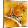 Fat Cells, TEM-Science Photo Library-Mounted Premium Photographic Print