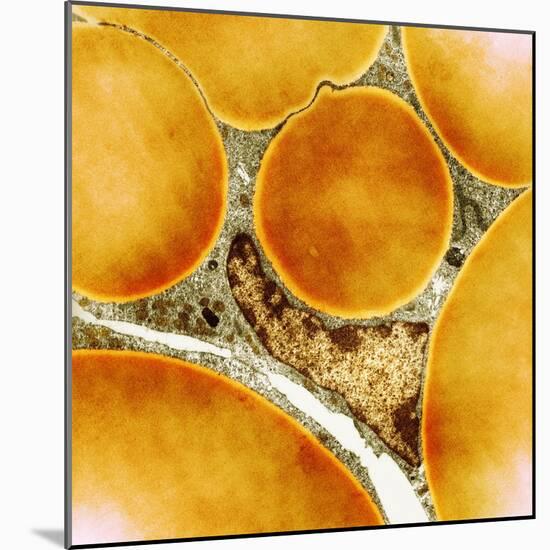 Fat Cells, TEM-Science Photo Library-Mounted Premium Photographic Print