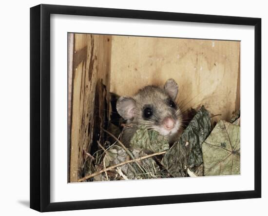 Fat Dormouse in Bird Nestbox, Switzerland-Rolf Nussbaumer-Framed Photographic Print