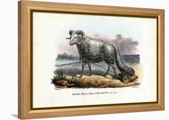 Fat-Tailed Sheep, 1863-79-Raimundo Petraroja-Framed Premier Image Canvas