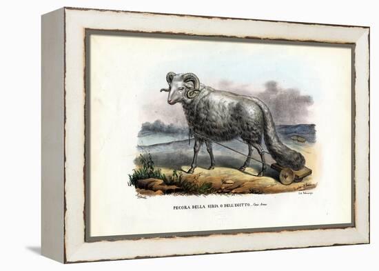 Fat-Tailed Sheep, 1863-79-Raimundo Petraroja-Framed Premier Image Canvas