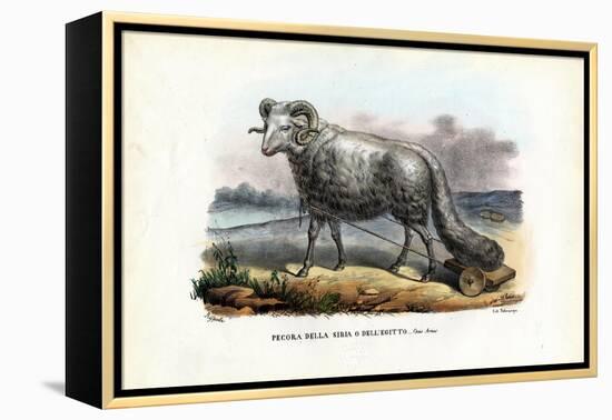 Fat-Tailed Sheep, 1863-79-Raimundo Petraroja-Framed Premier Image Canvas