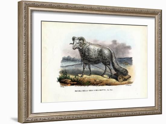 Fat-Tailed Sheep, 1863-79-Raimundo Petraroja-Framed Giclee Print