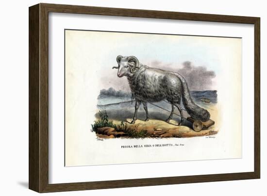 Fat-Tailed Sheep, 1863-79-Raimundo Petraroja-Framed Giclee Print