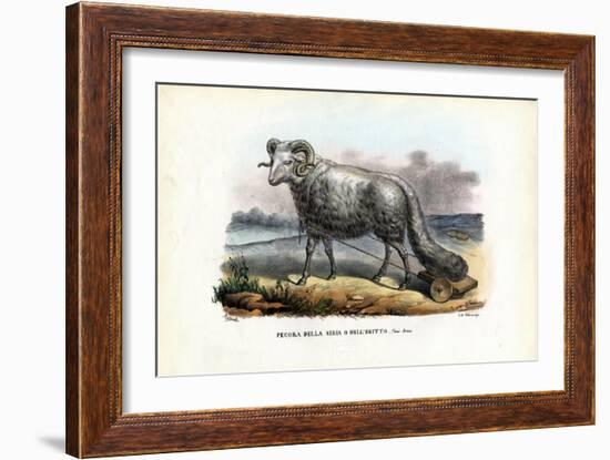 Fat-Tailed Sheep, 1863-79-Raimundo Petraroja-Framed Giclee Print