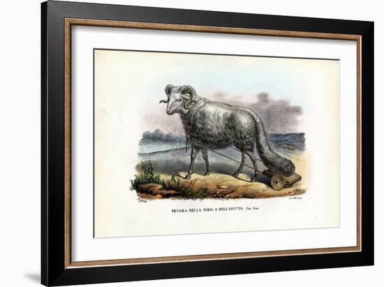 Fat-Tailed Sheep, 1863-79-Raimundo Petraroja-Framed Giclee Print