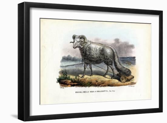 Fat-Tailed Sheep, 1863-79-Raimundo Petraroja-Framed Giclee Print