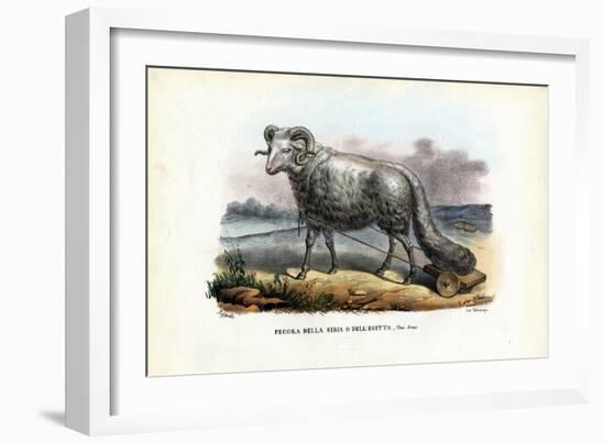 Fat-Tailed Sheep, 1863-79-Raimundo Petraroja-Framed Giclee Print