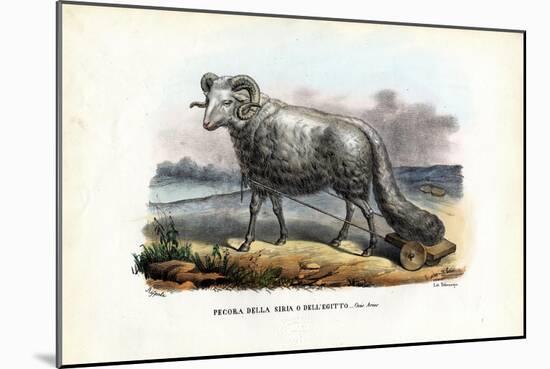 Fat-Tailed Sheep, 1863-79-Raimundo Petraroja-Mounted Giclee Print