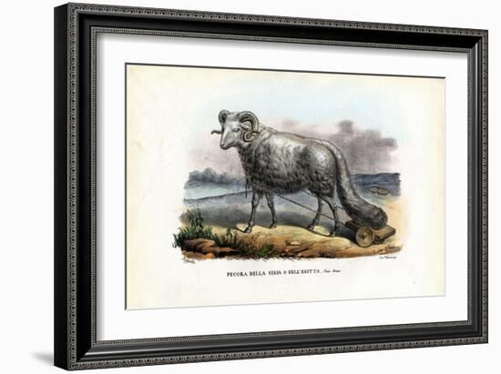 Fat-Tailed Sheep, 1863-79-Raimundo Petraroja-Framed Giclee Print