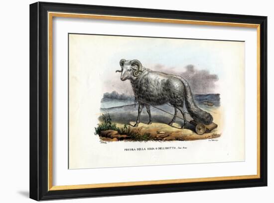 Fat-Tailed Sheep, 1863-79-Raimundo Petraroja-Framed Giclee Print