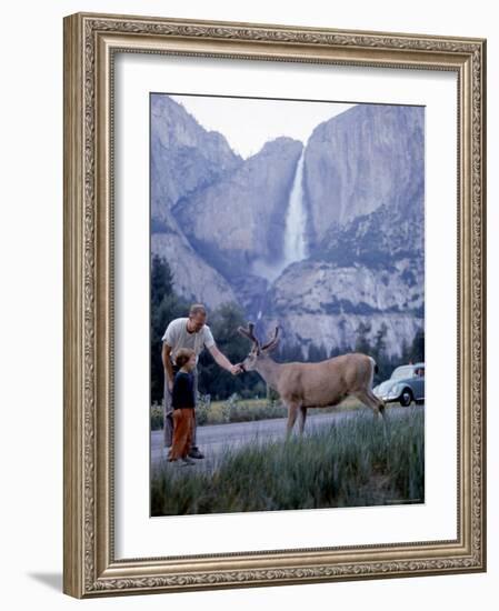 Father and Son Feeding a Wild Deer in Yosemite National Park with Yosemite Falls in the Background-Ralph Crane-Framed Photographic Print