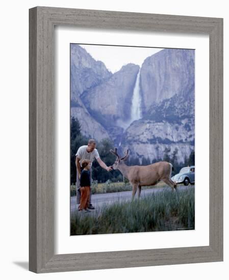 Father and Son Feeding a Wild Deer in Yosemite National Park with Yosemite Falls in the Background-Ralph Crane-Framed Photographic Print