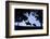 Father and Son Riding Horses-William P. Gottlieb-Framed Photographic Print