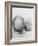 Father and Three Month Old Baby Girl-Amanda Hall-Framed Photographic Print