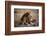 Father Knows Best-Art Wolfe-Framed Art Print